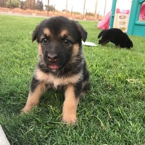 Meet your Posher, Natalie